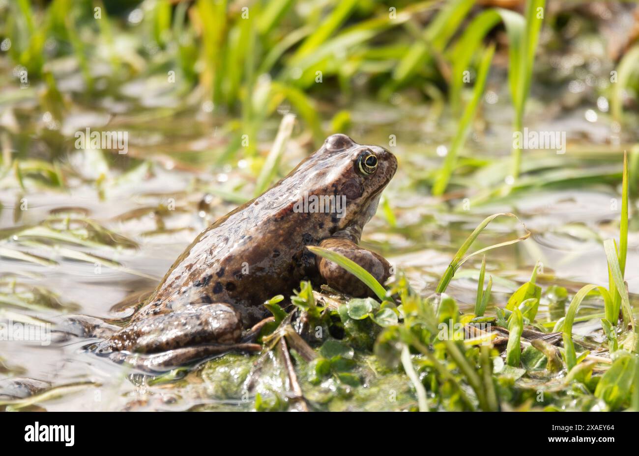 frog sitting on the grass in the river Stock Photo