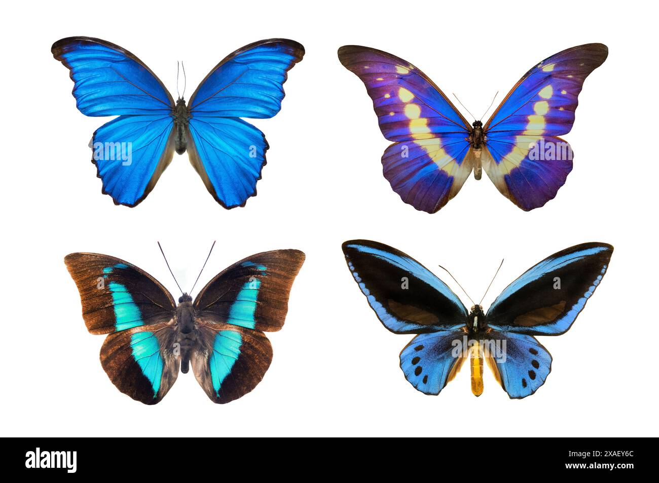 butterflies with blue wings isolated on white background Stock Photo ...