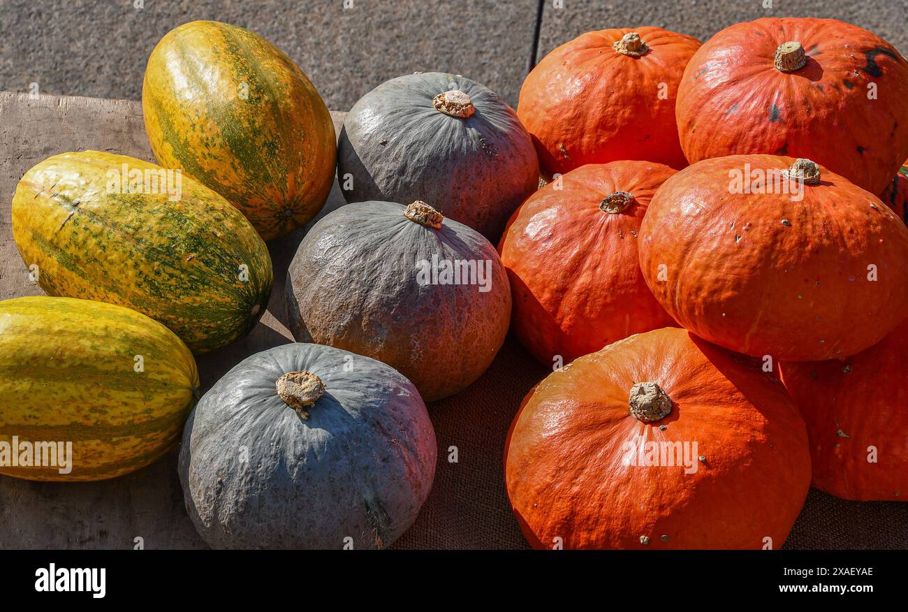 High-angle view of different varieties of pumpkins displayed for sale on a stone bench, Turin, Piedmont, Italy Stock Photo