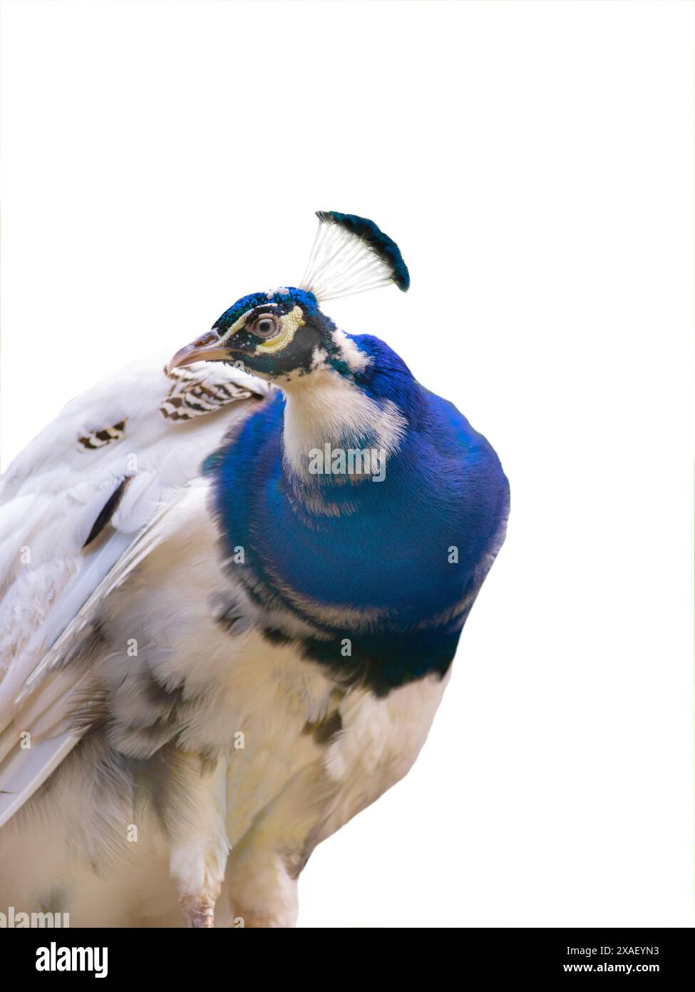 peacock isolated on a white background Stock Photo