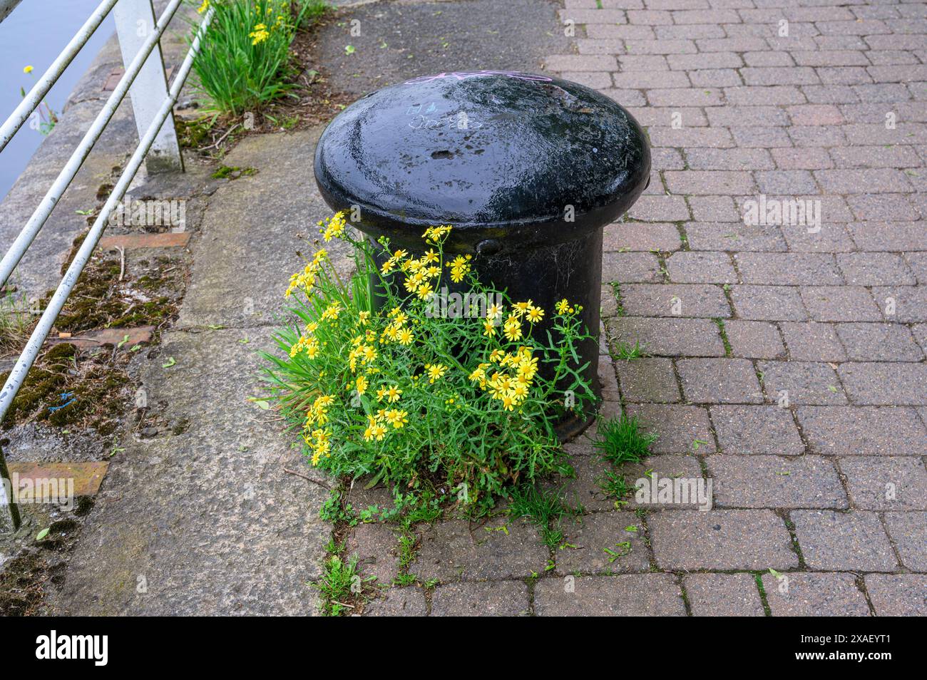 Environmental weeds hi-res stock photography and images - Alamy