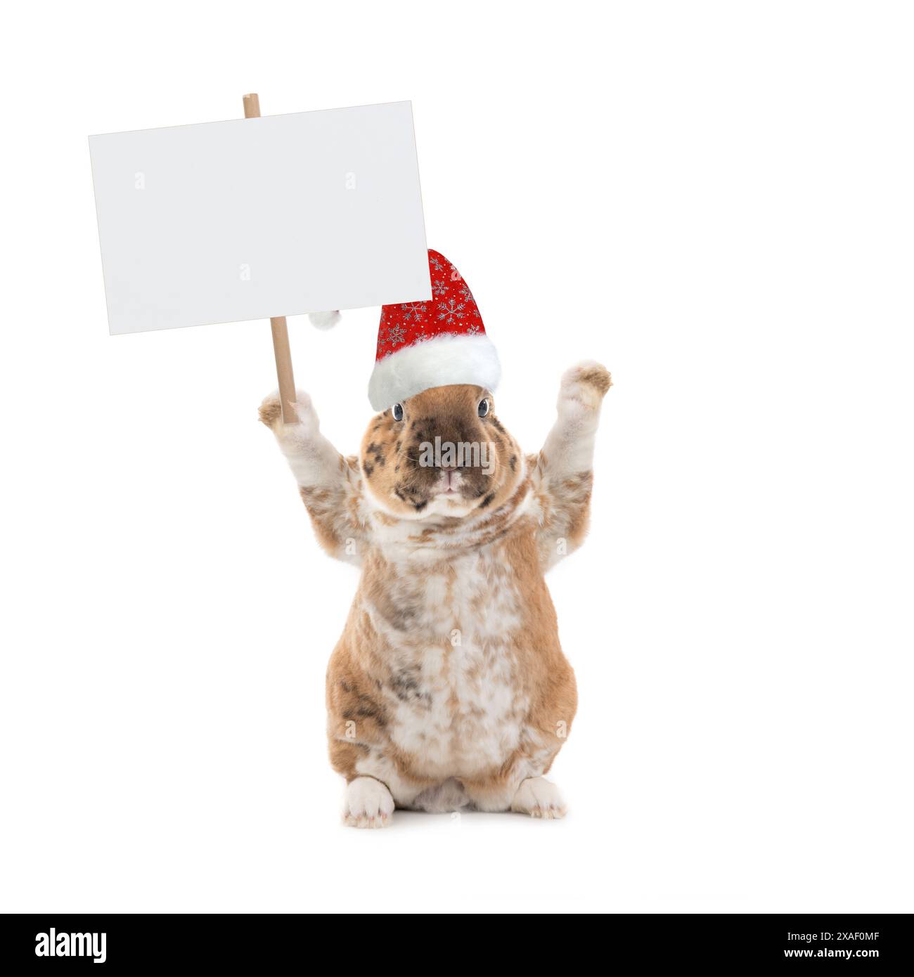 Cute bunny holding a blank white banner. Stock Photo