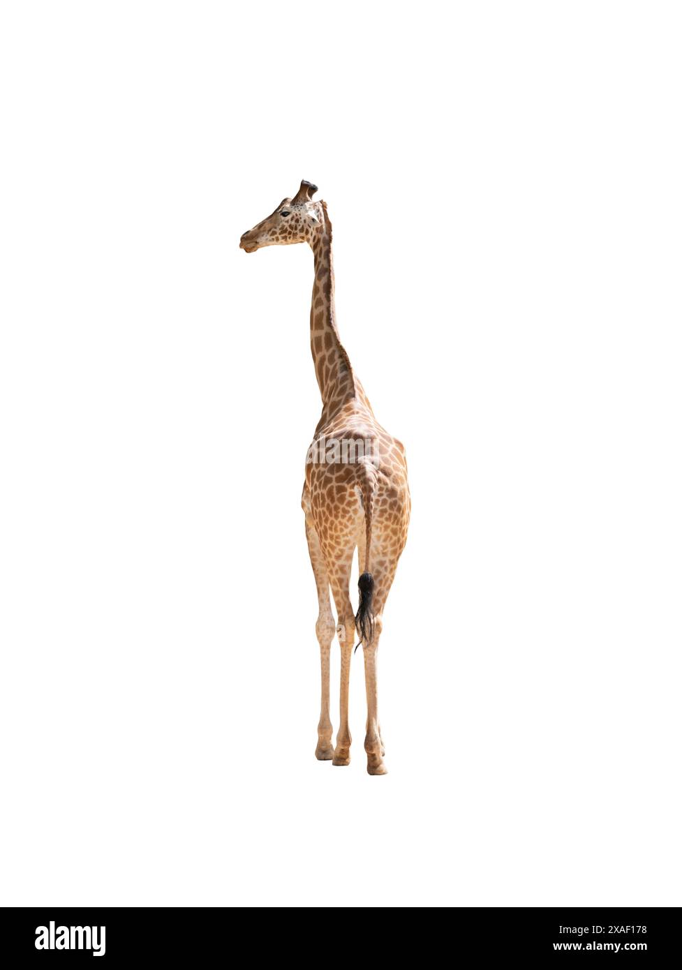 giraffe isolated on a white background Stock Photo