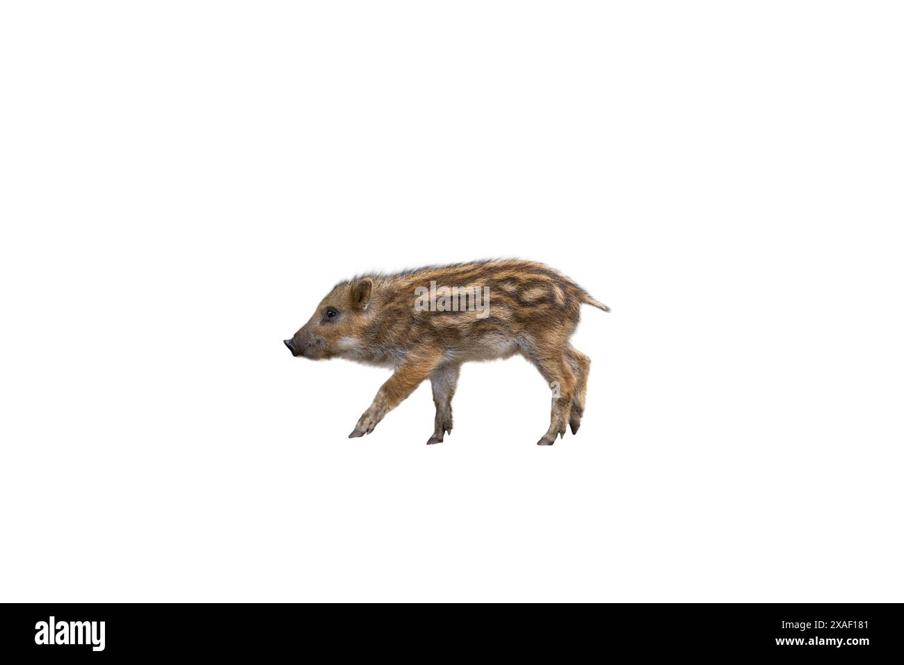 wild piglet isolated on white background Stock Photo