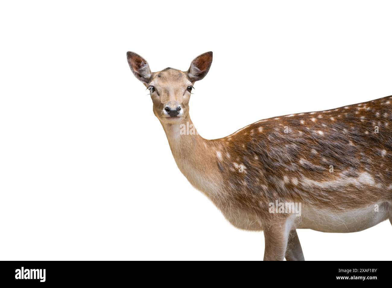 european fallow deer (dama dama) female isolated on white background ...