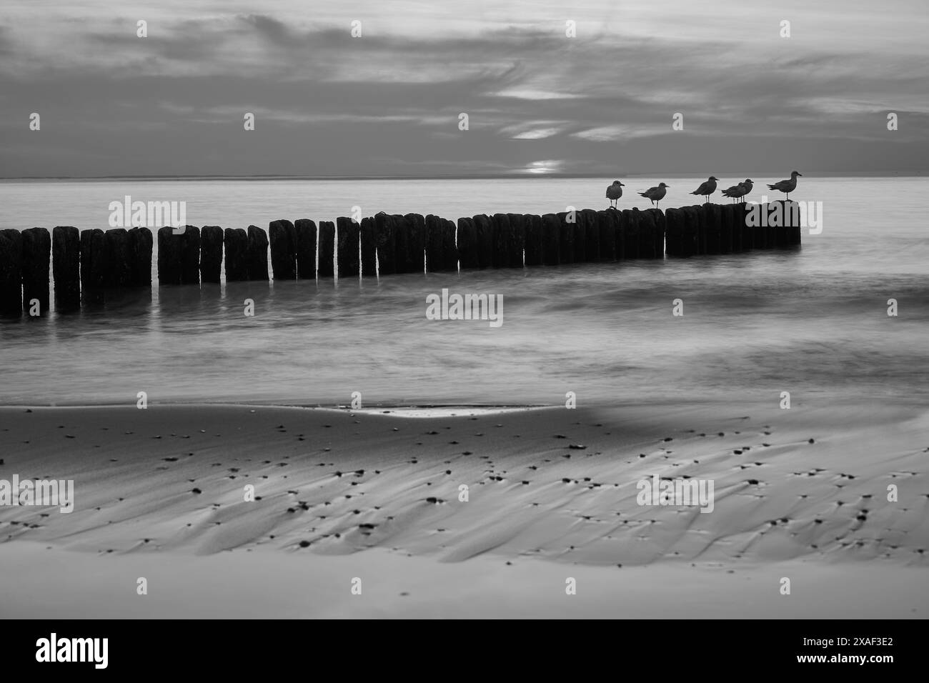 Seagulls sitting on a wooden breakwater on a sandy beach on the island of Wolin, Poland,  monochrome Stock Photo