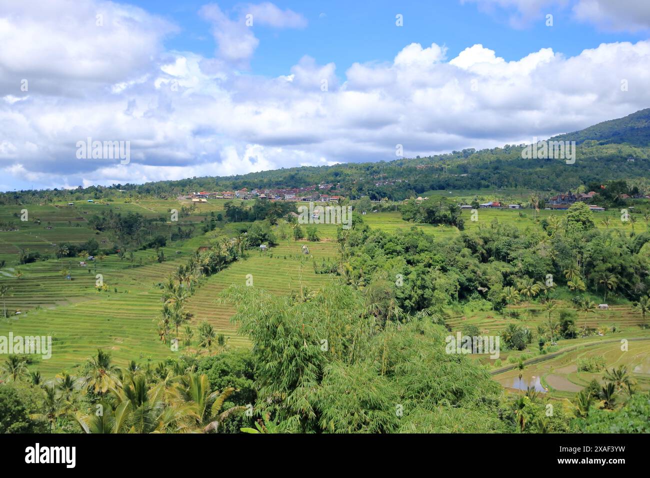 Tabanan Rise Field the terrace rice fields near Senganan, Penebel, Tabanan, Bali ...