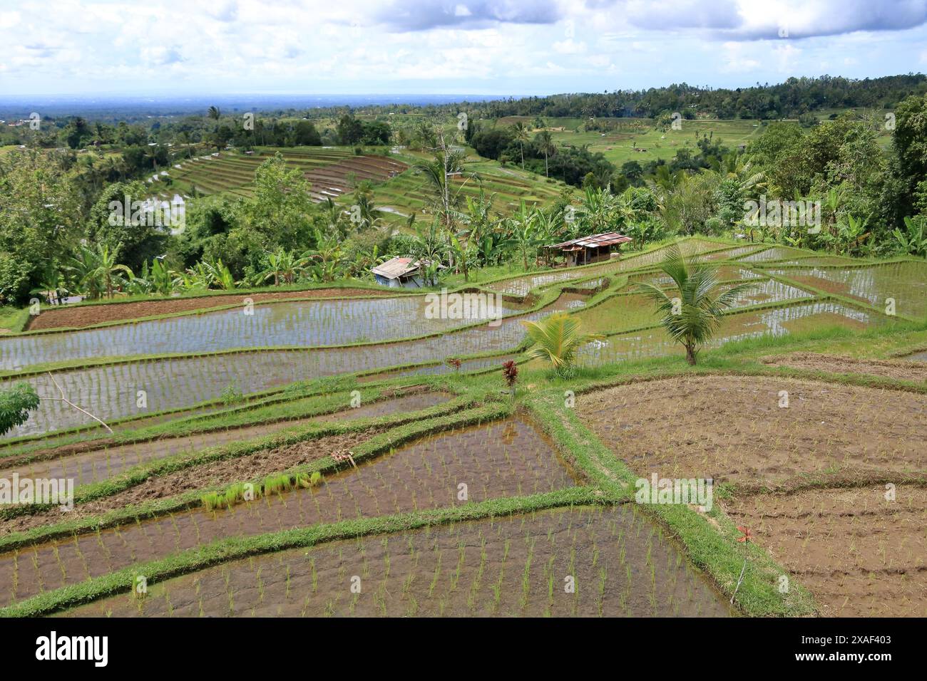Tabanan Rise Field the terrace rice fields near Senganan, Penebel, Tabanan, Bali ...