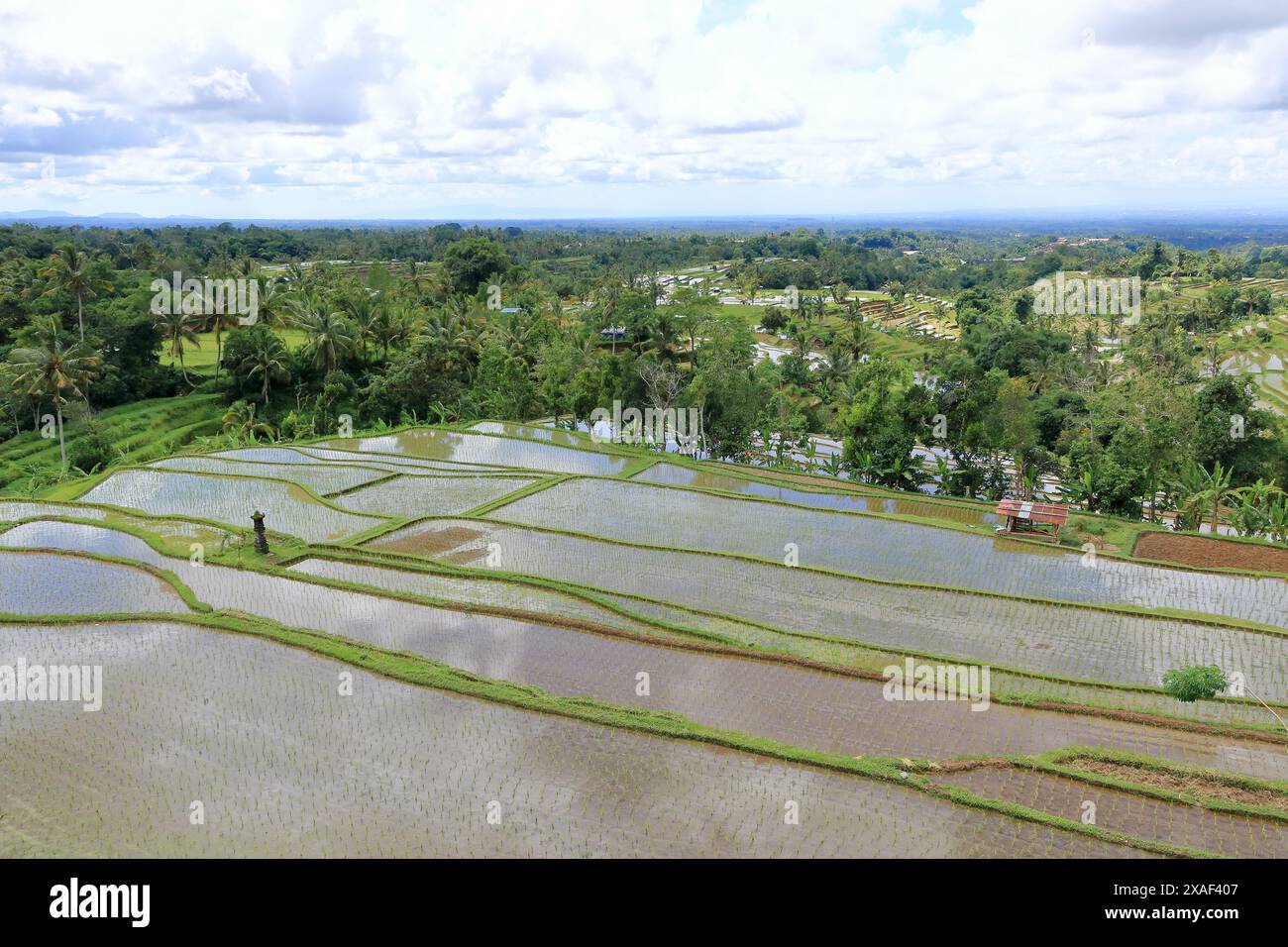 Tabanan Rise Field the terrace rice fields near Senganan, Penebel, Tabanan, Bali ...