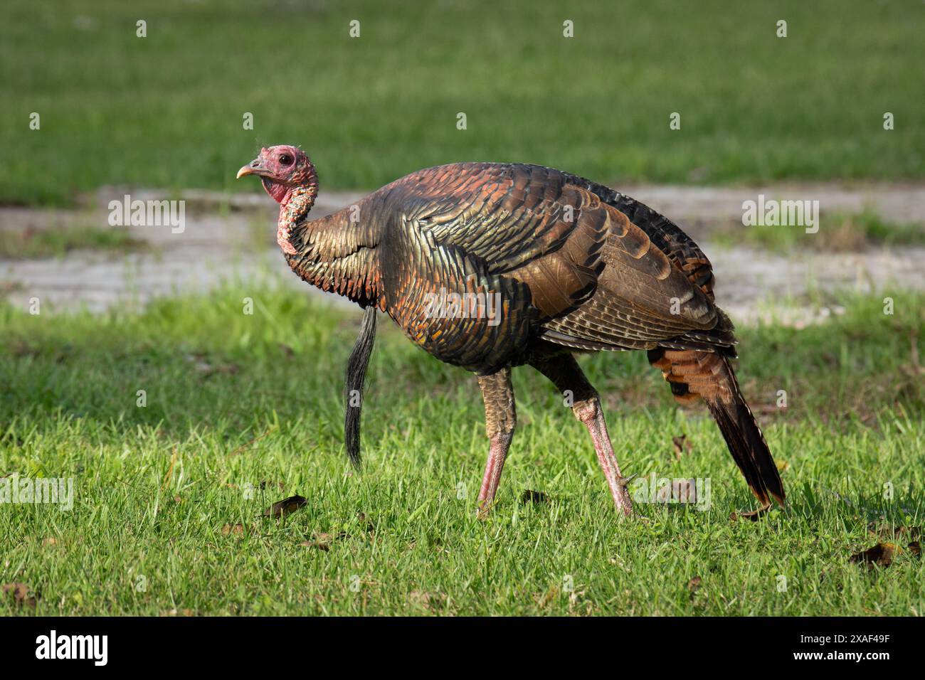 Waking up in farm hi-res stock photography and images - Alamy