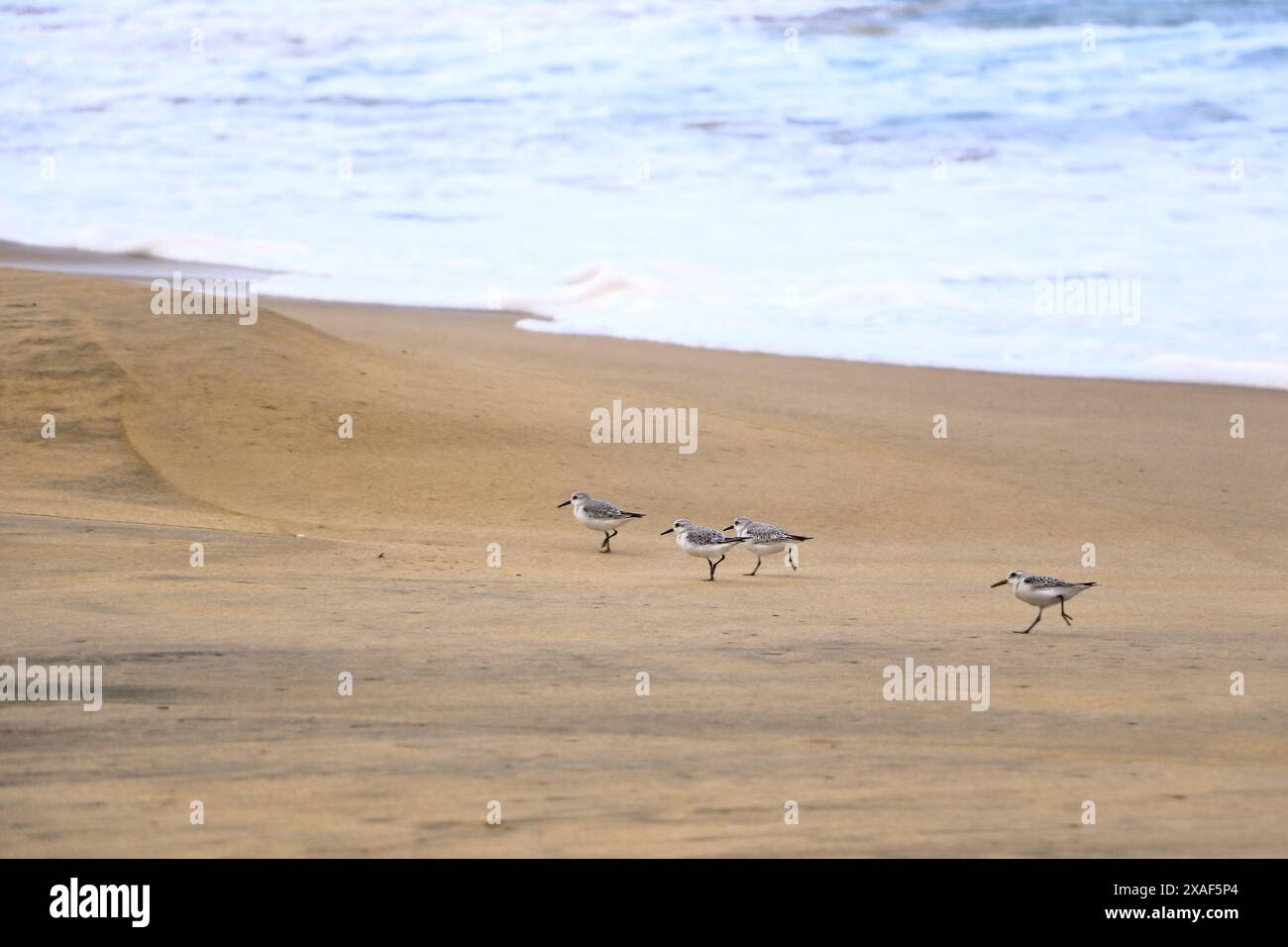 Curlew sandpipers photographed on Fuerteventura in Spain Stock Photo