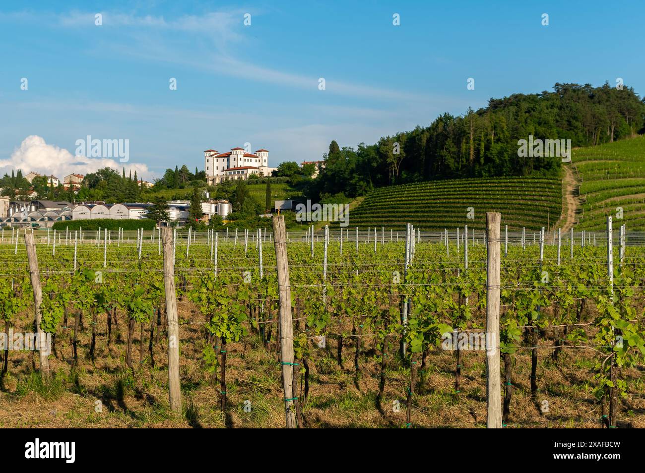 Panoramic view of a vineyard in the area of Brda-Collio near the castle of Dobrovo in Slovenia Stock Photo