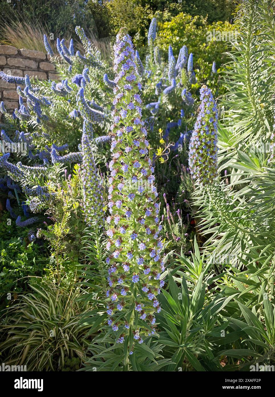 Pride of Madiera in full bloom, in a garden in Simon's Town, South Africa Echium fastuosum candicans, Invasive species Stock Photo