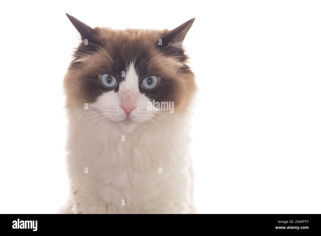 Beautiful young healthy Ragdoll cat isolated on a white background ...