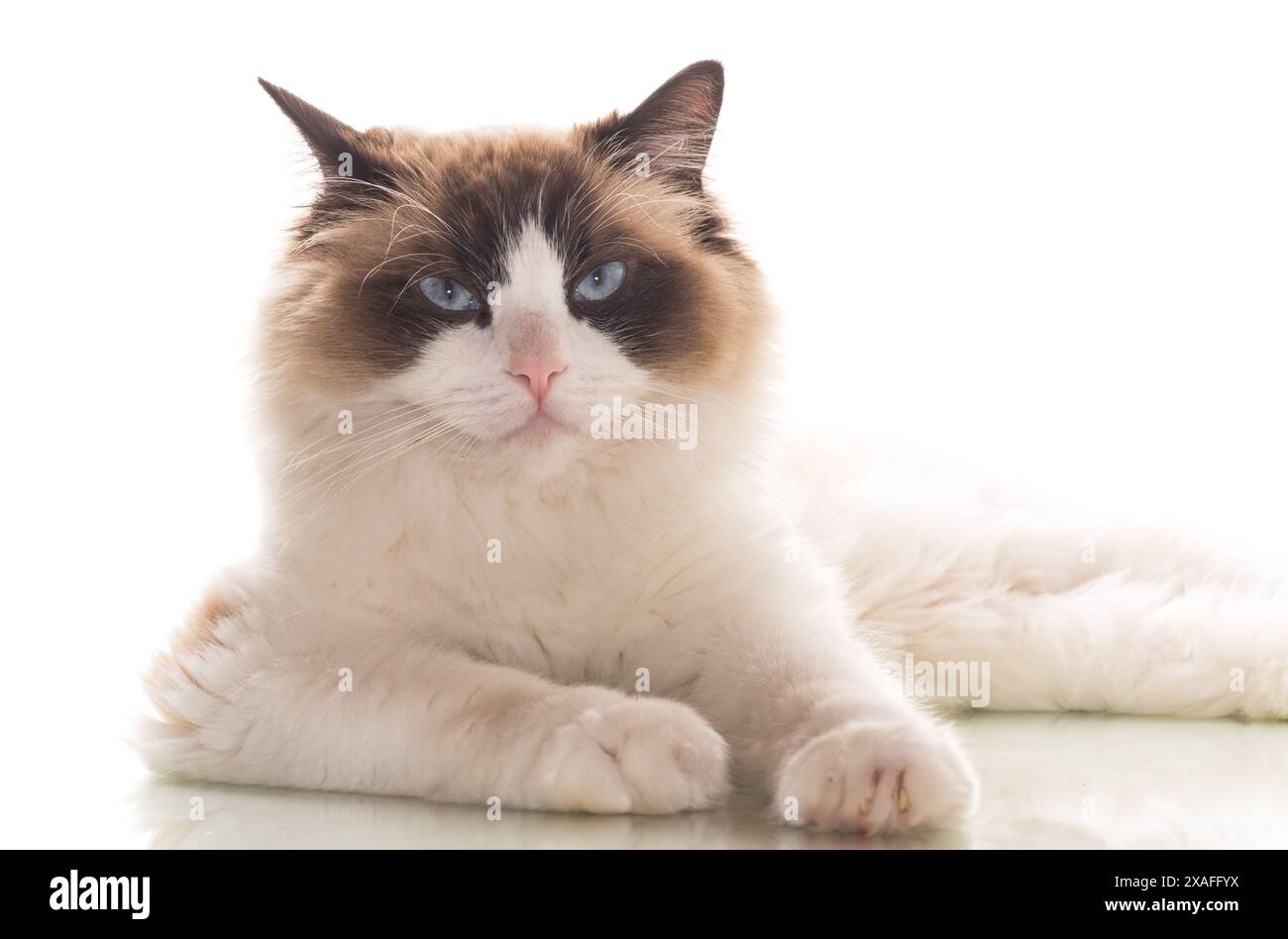 Beautiful young healthy Ragdoll cat isolated on a white background ...