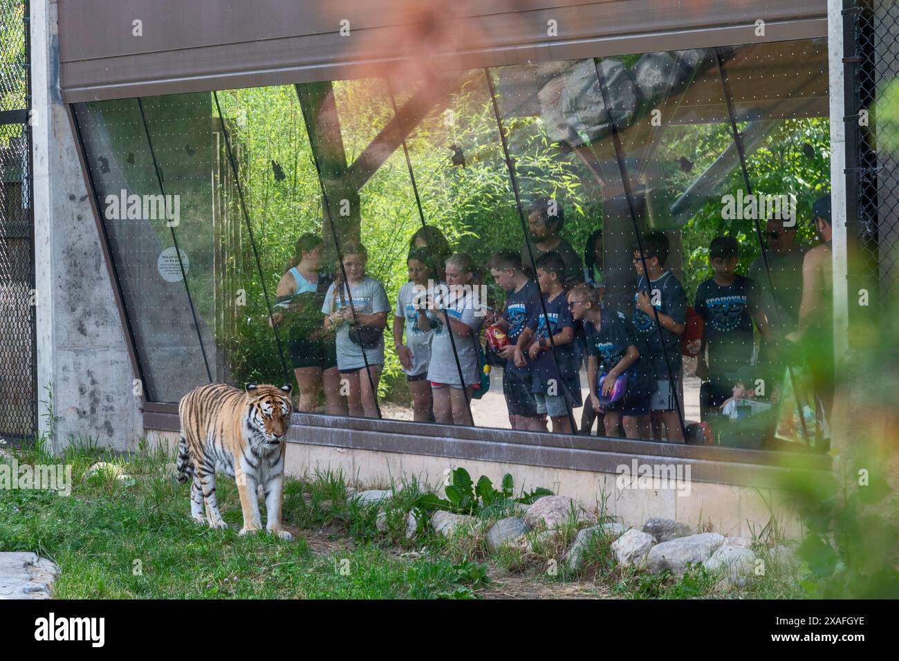 Detroit, Michigan - Children watch an Amur Tiger (Panthera tigris ...