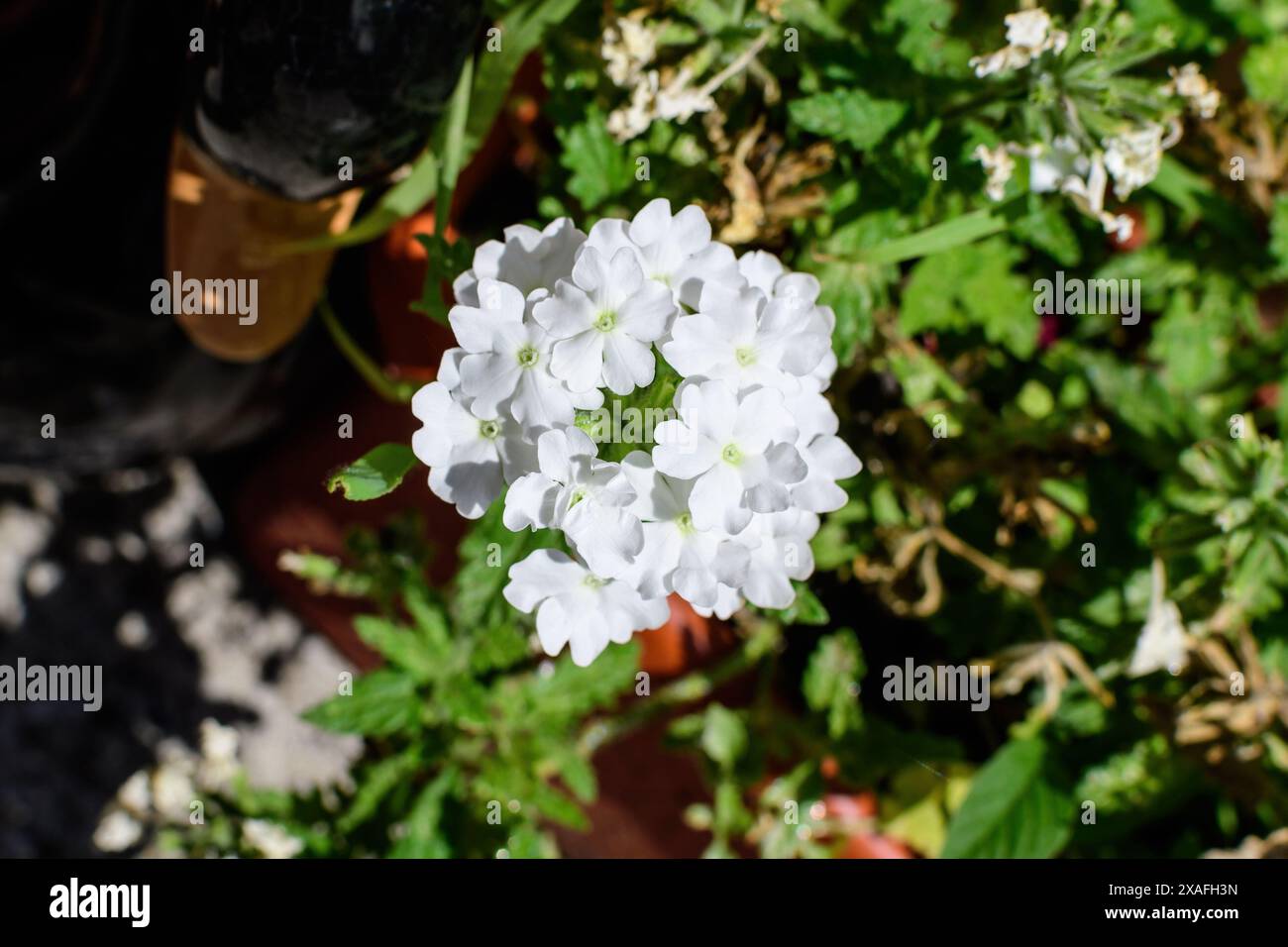 Delicate white flowers of Verbena Hybrida Nana Compacta plant in small garden pots displayed for sale at a market in a sunny summer day Stock Photo