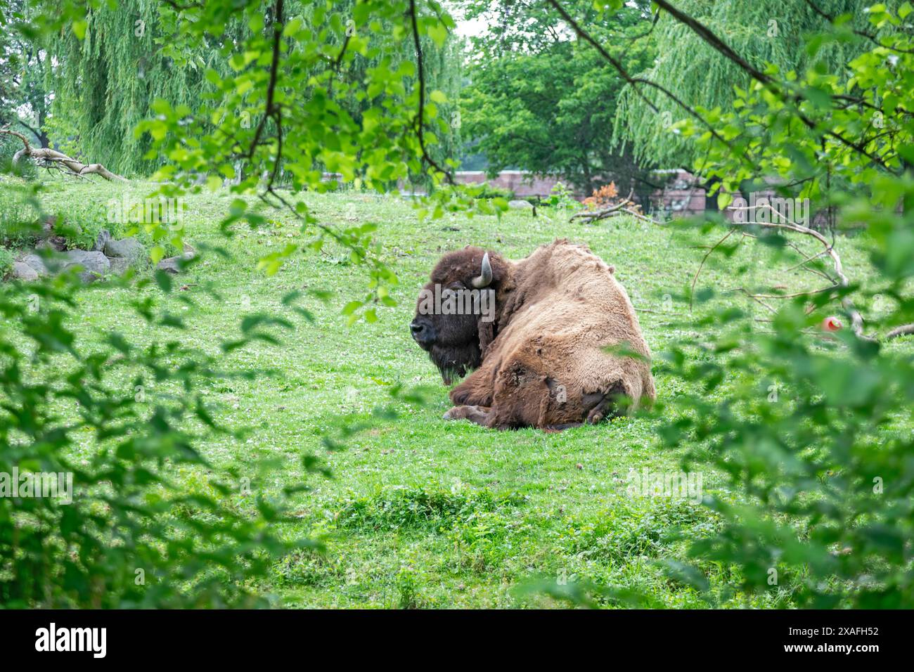 Detroit, Michigan - A bison (Bison bison) at the Detroit Zoo. Stock Photo