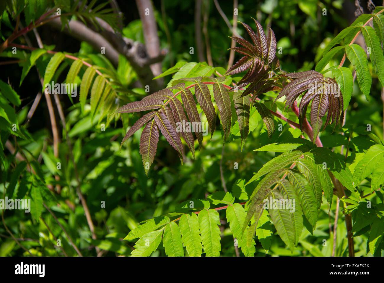 Branches foliage twigs leaves hi-res stock photography and images - Alamy