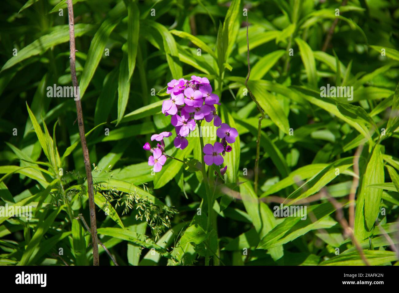 Purple wildflowers in sun hi-res stock photography and images - Alamy