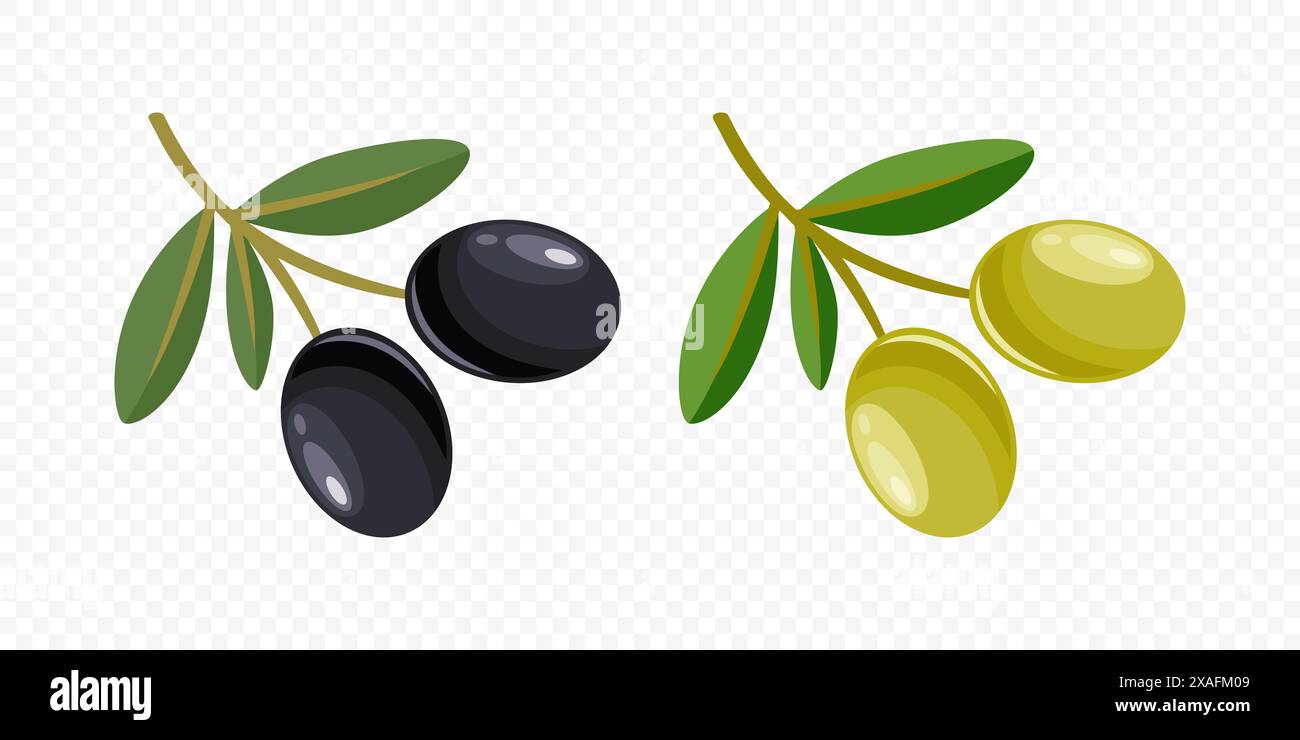Flat Vector Black and Green Olives Set. Hand Drawn Olive Tree Berry ...