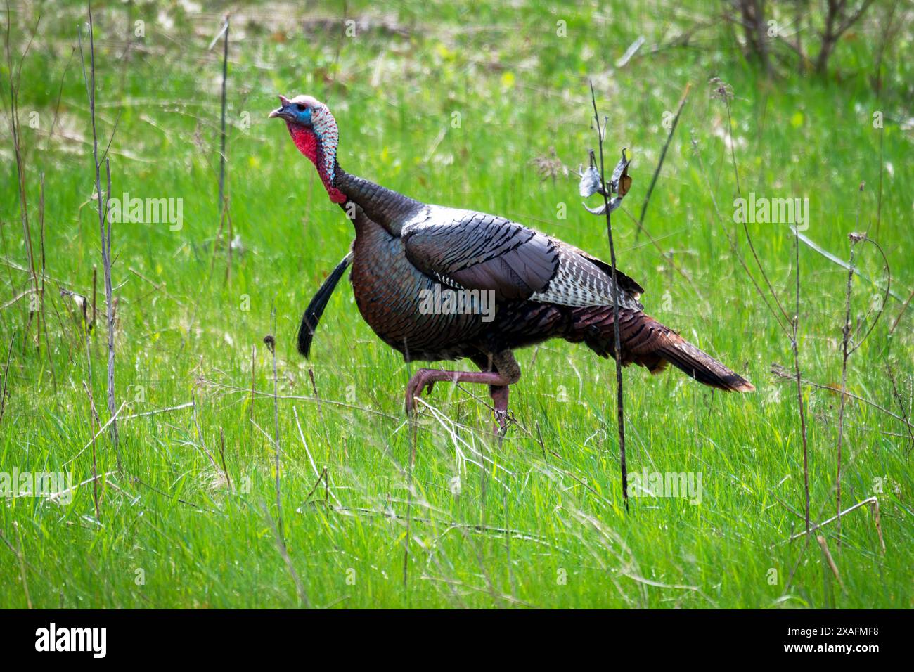 Eastern turkey bird hi-res stock photography and images - Alamy