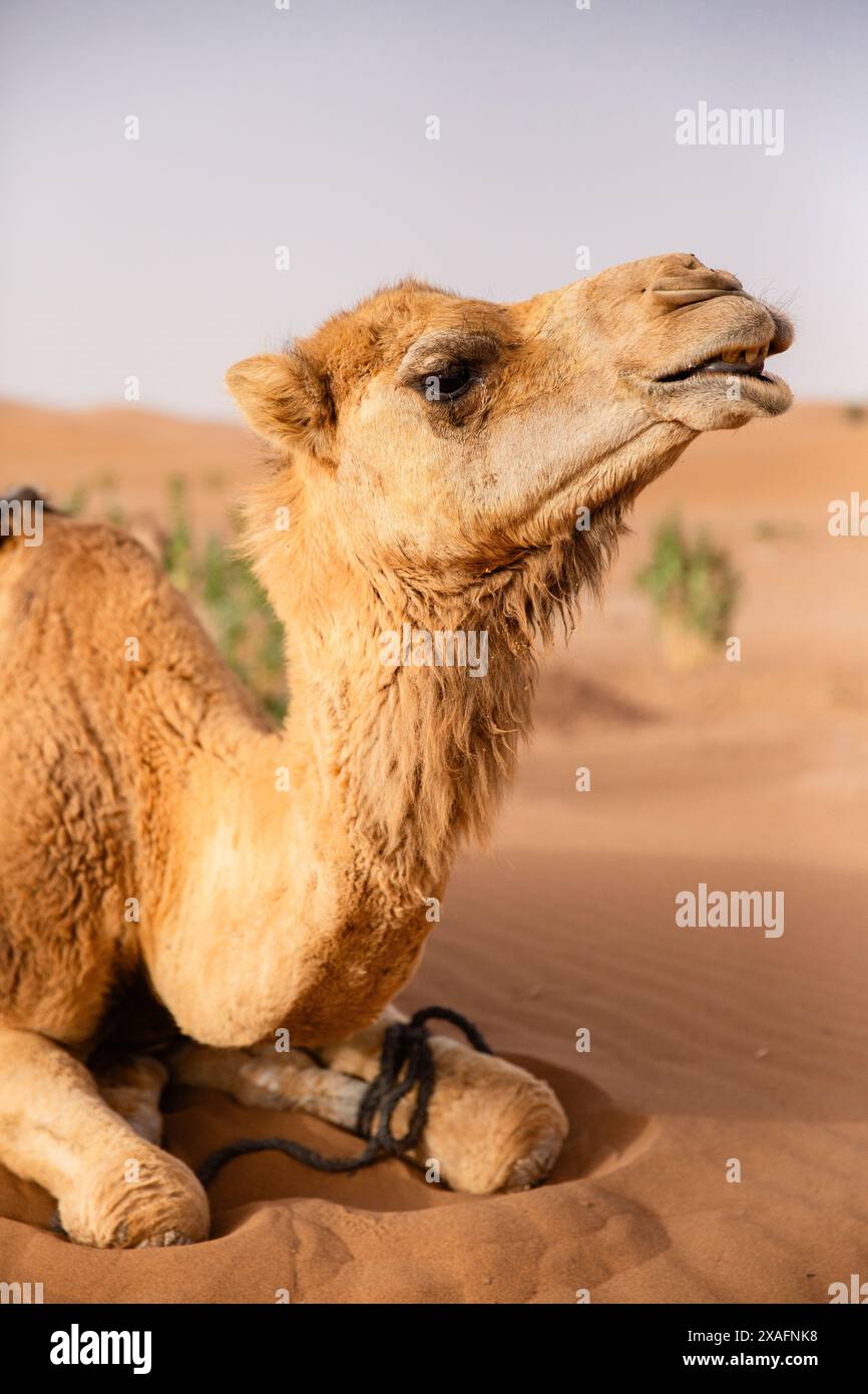 Dromedary camel waits to take tourists or local nomadic people for a ride in Erg Chigaga, near M'Hamid, Morocco Stock Photo