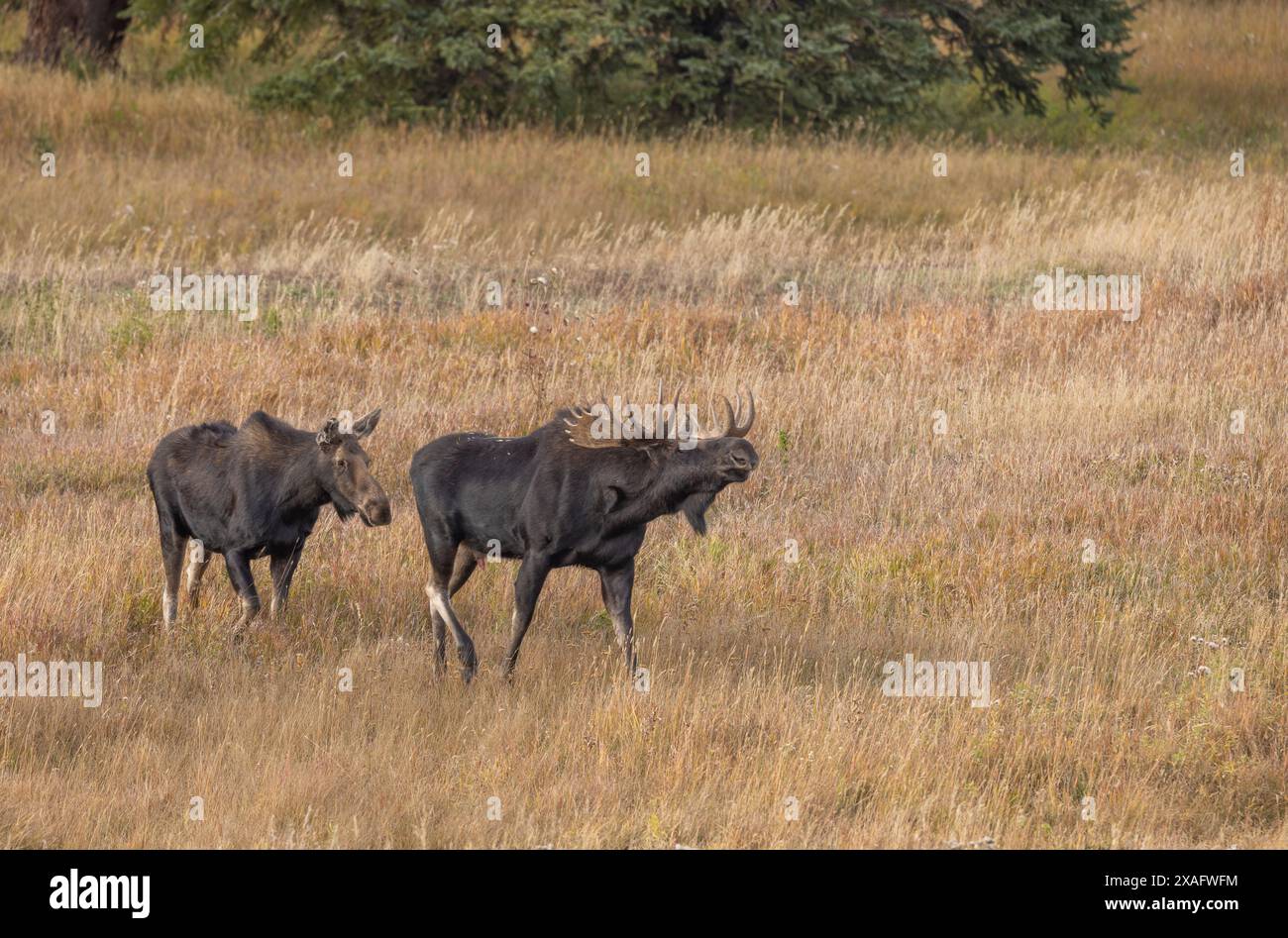 Bull and Cow Moose During the Rut in Autumn in Wyoming Stock Photo - Alamy