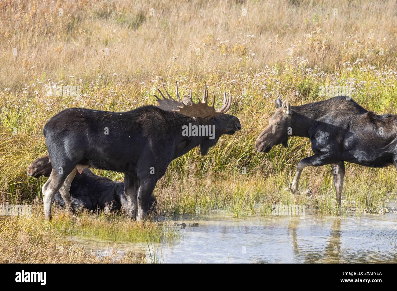 Bull and Cow Moose During the Rut in Autumn in Wyoming Stock Photo - Alamy