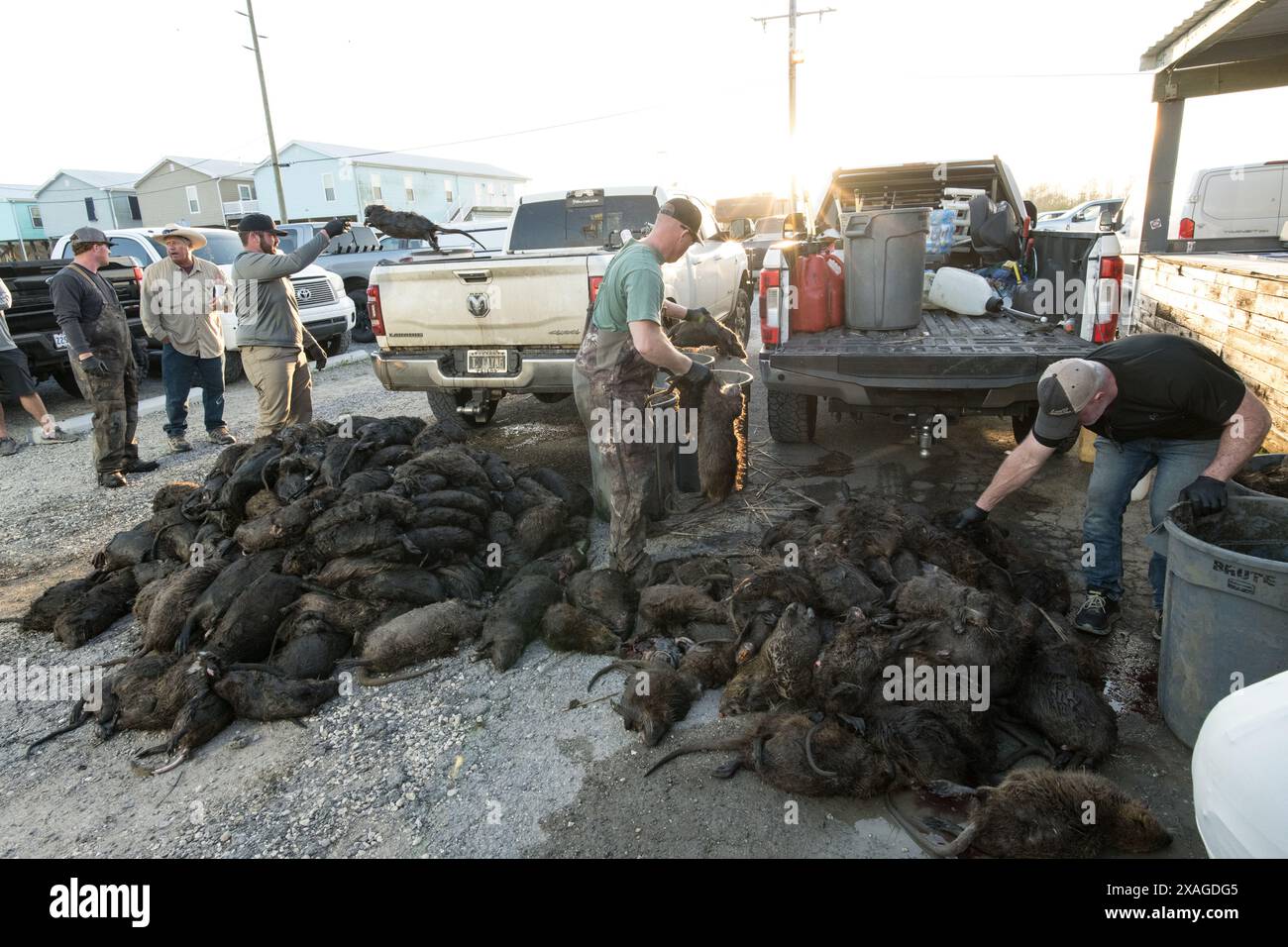 Hunters unload a truckload of hunted nutria carcasses at Venice Marina during the annual Nutria Rodeo event in Venice, Louisiana. Stock Photo