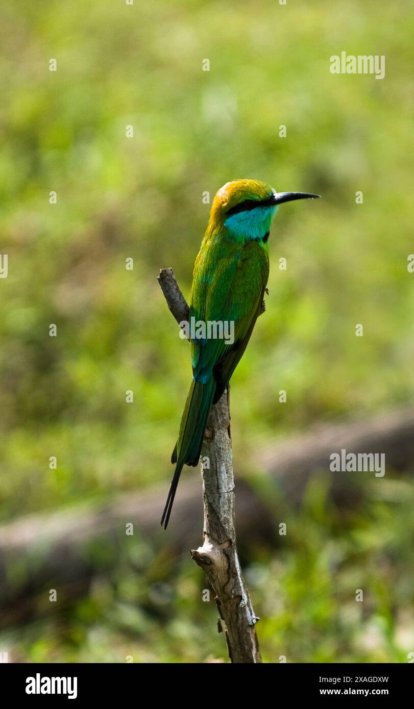 Green bee eater in sri lanka hi-res stock photography and images - Alamy
