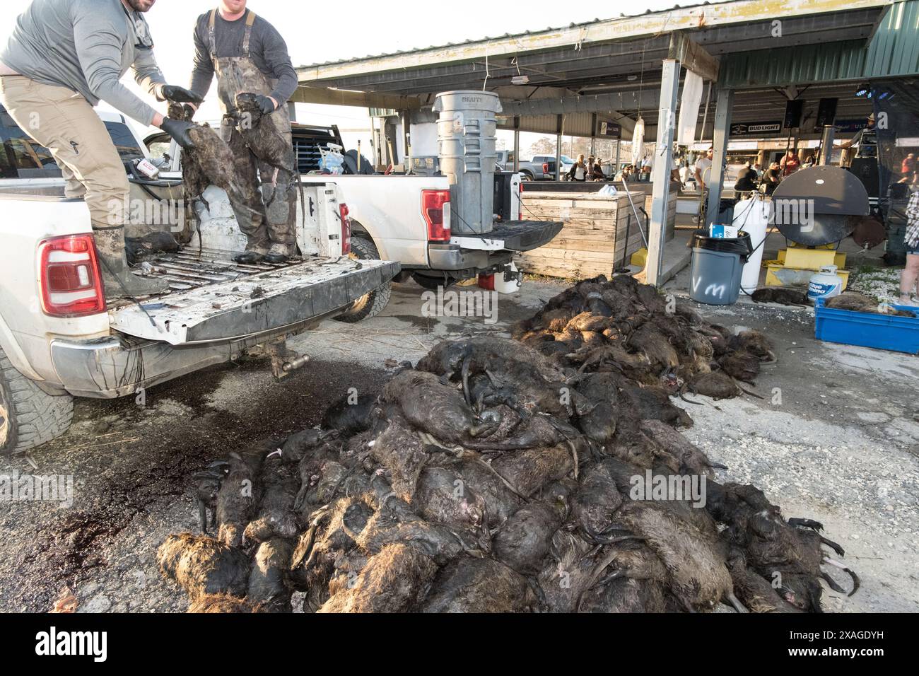 Hunters unload a truckload of hunted nutria carcasses at Venice Marina during the annual Nutria Rodeo event in Venice, Louisiana. Stock Photo