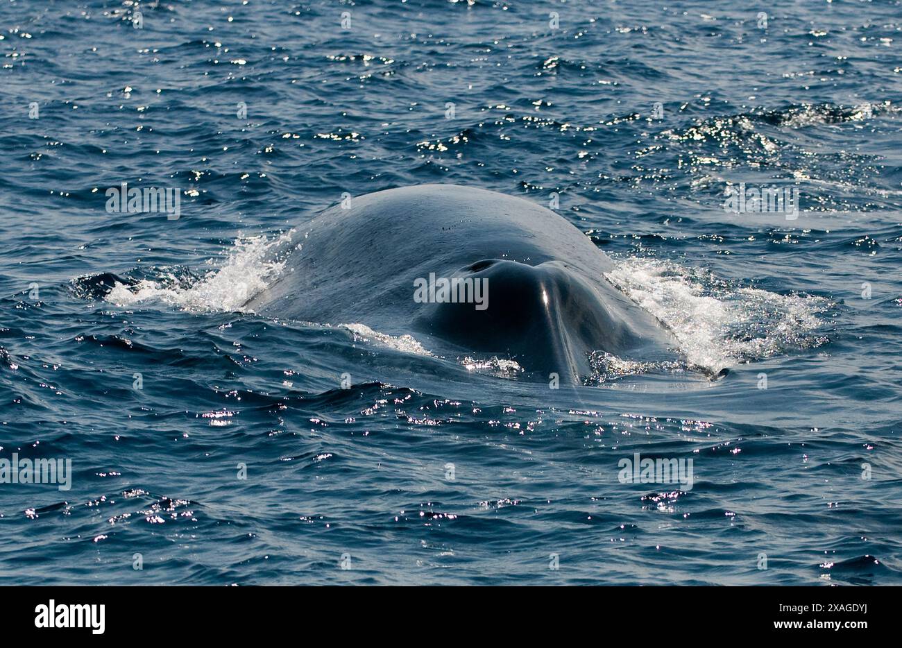 A Blue Whale in the Indian Ocean Stock Photo - Alamy