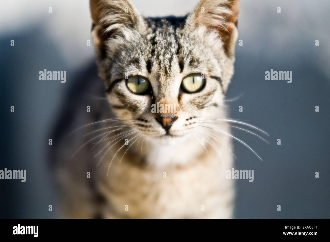 Portrait of an Egyptian cat. Stock Photo