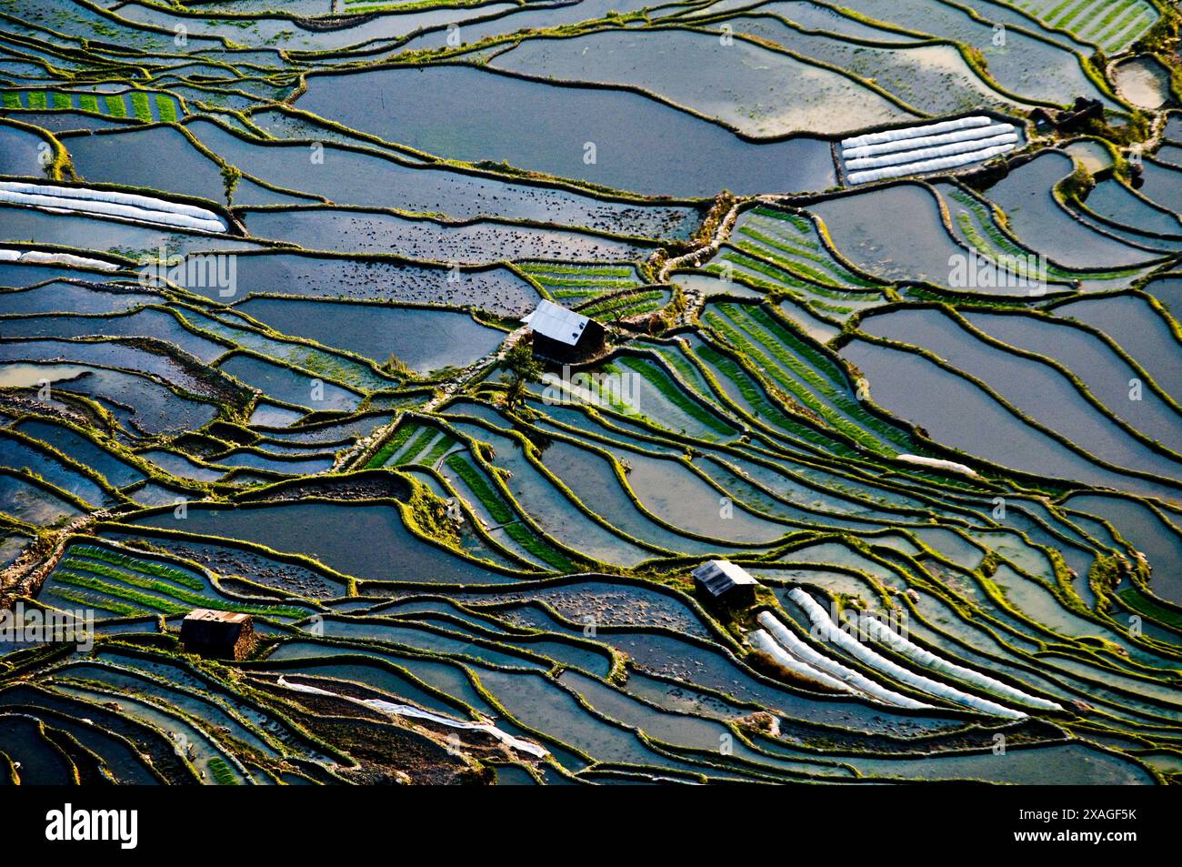 Aerial view of the flooded paddy fields in Yuangyang, Yunna, China ...