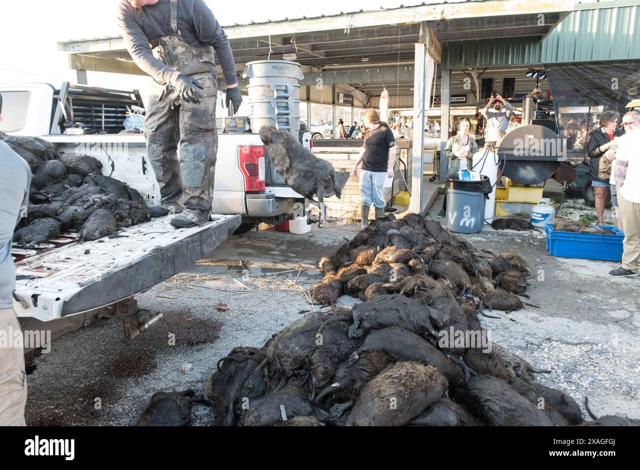 Hunters unload a truckload of hunted nutria carcasses at Venice Marina during the annual Nutria Rodeo event in Venice, Louisiana. Stock Photo