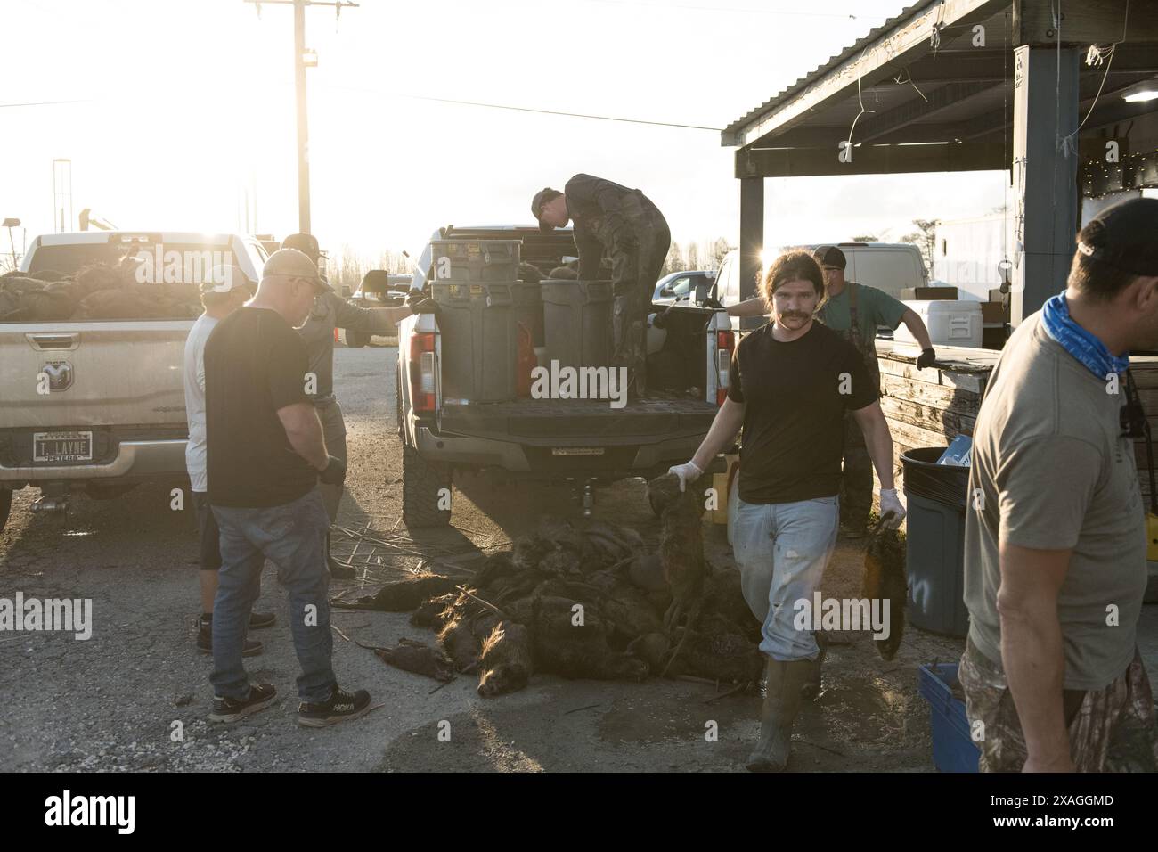 Hunters unload a truckload of hunted nutria carcasses at Venice Marina during the annual Nutria Rodeo event in Venice, Louisiana. Stock Photo