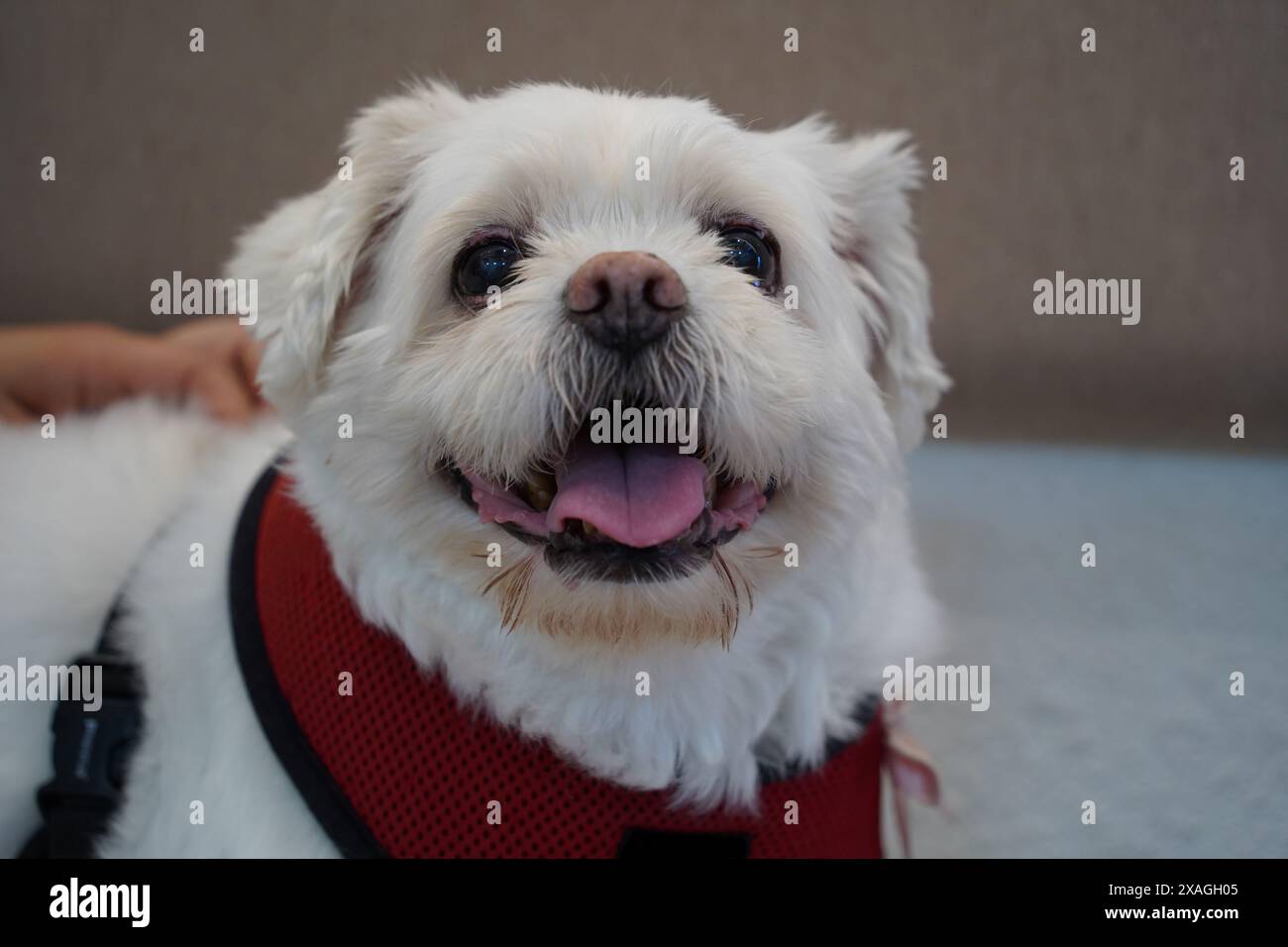 Portrait of a Maltese dog in a red harness on a white background Stock Photo Alamy