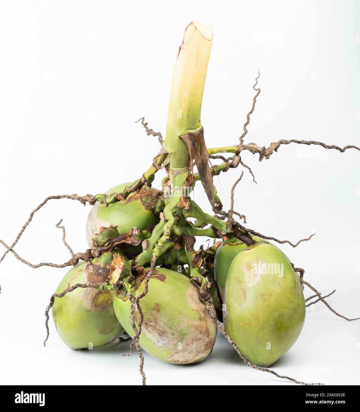 Green natural coconut branch tree with nuts isolated on white studio background Stock Photo