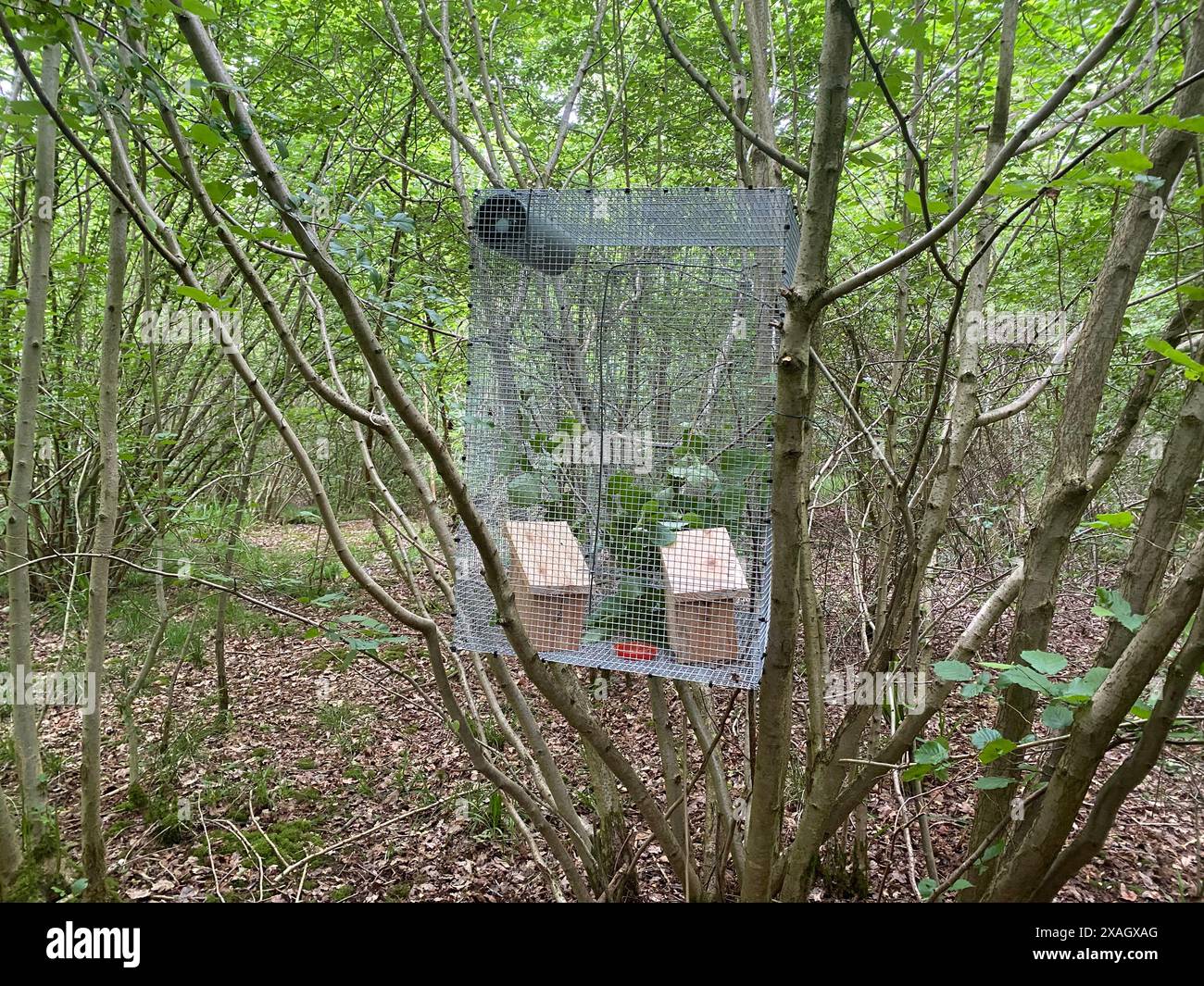 Doemice Nest boxes and cages ahead of the reintroduction of ten hazel dormice ...