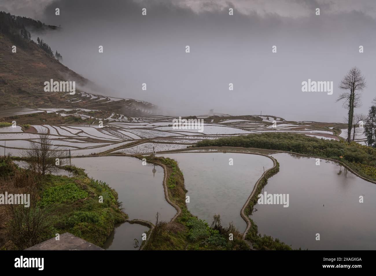 Rice fields full of water in Duoyishu, Yuanyang, China. UNESCO World ...