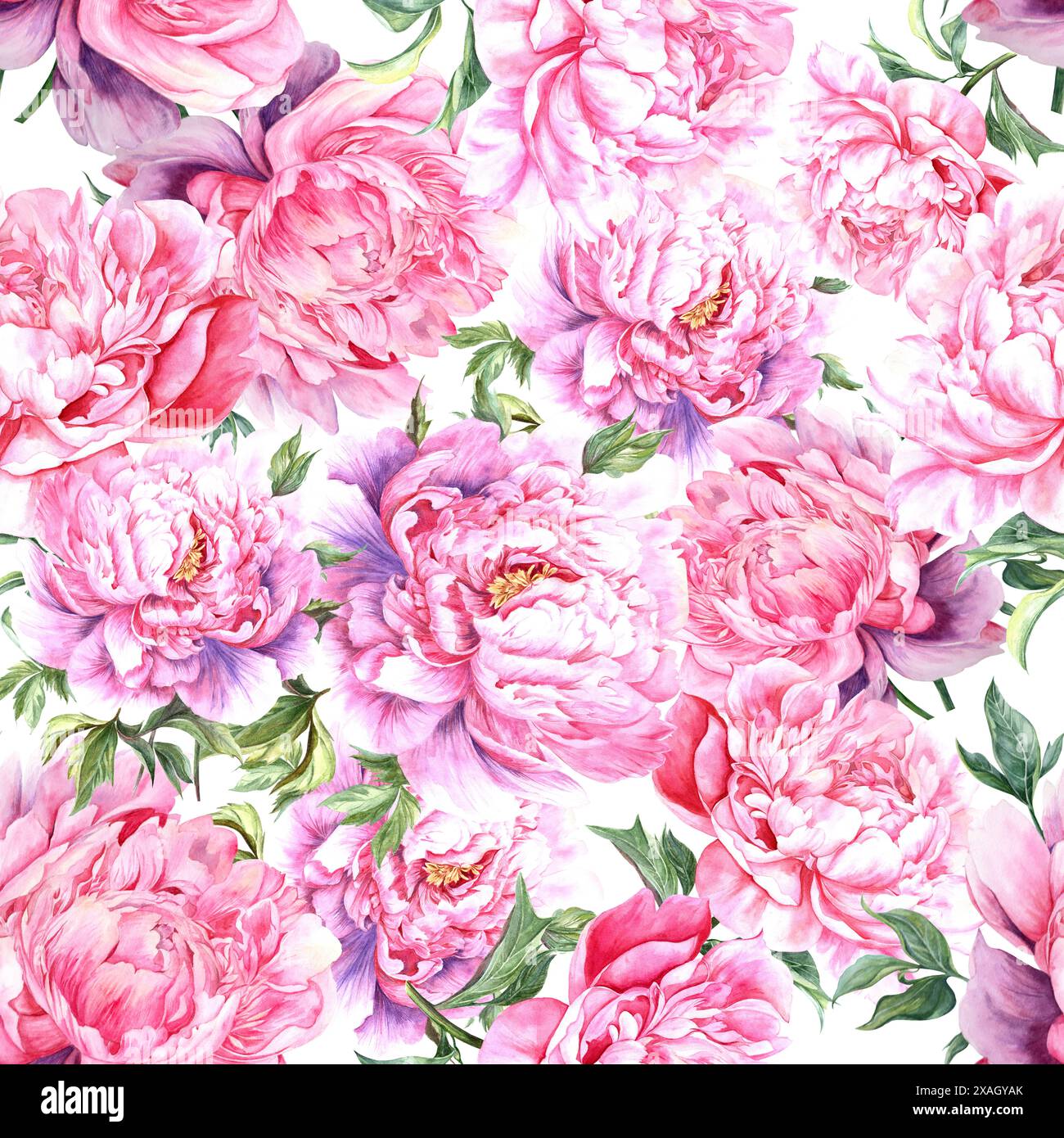 watercolor peonies on white background seamless pattern Stock Photo - Alamy