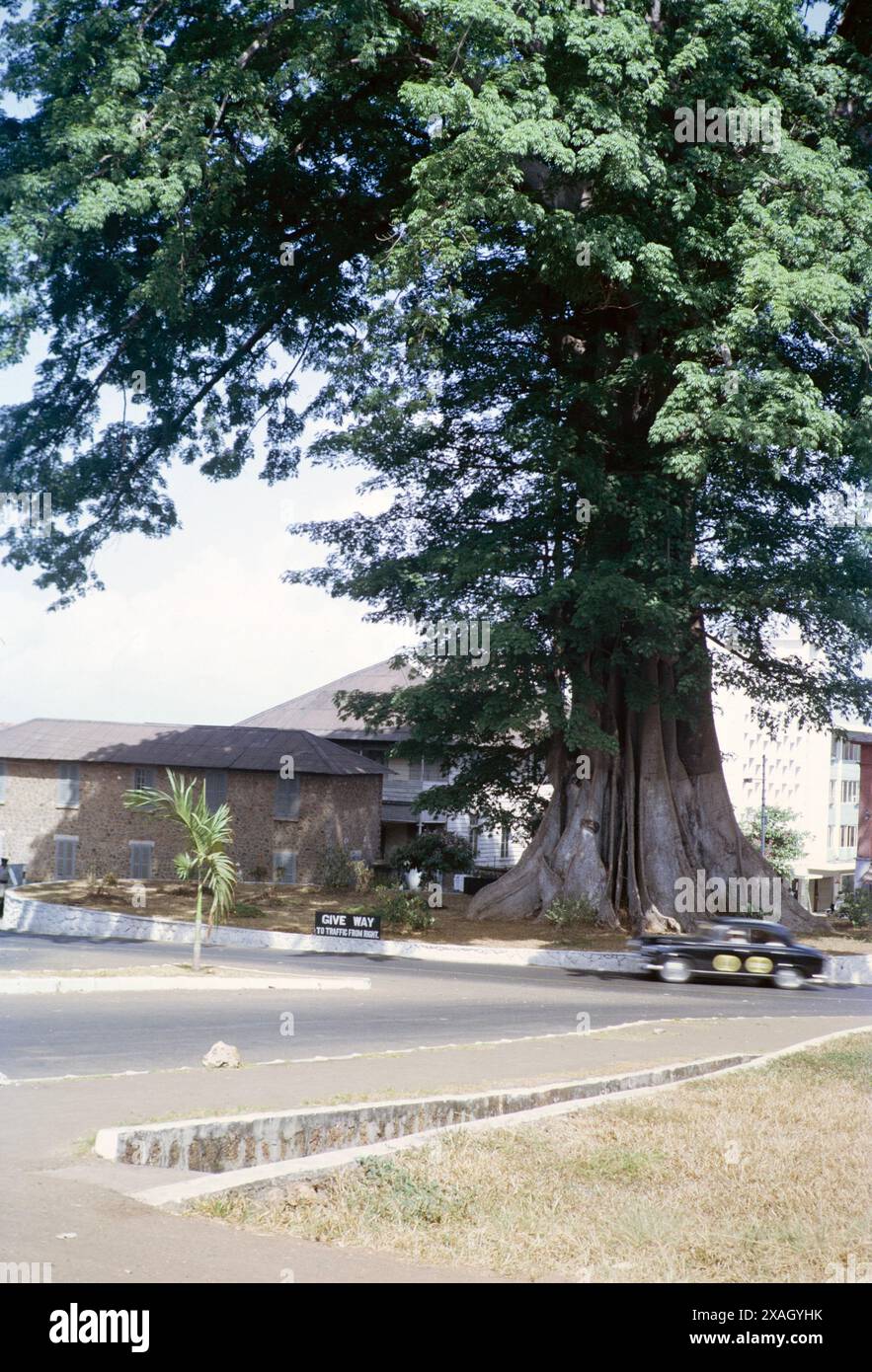 Cotton Tree roundabout, famous kapok tree, Ceiba Pentandra, city centre ...