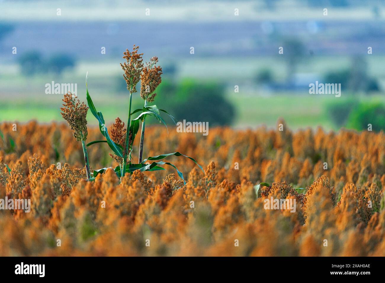 Field of Sorghum ready for harvesting, Darling Downs Queensland Stock Photo