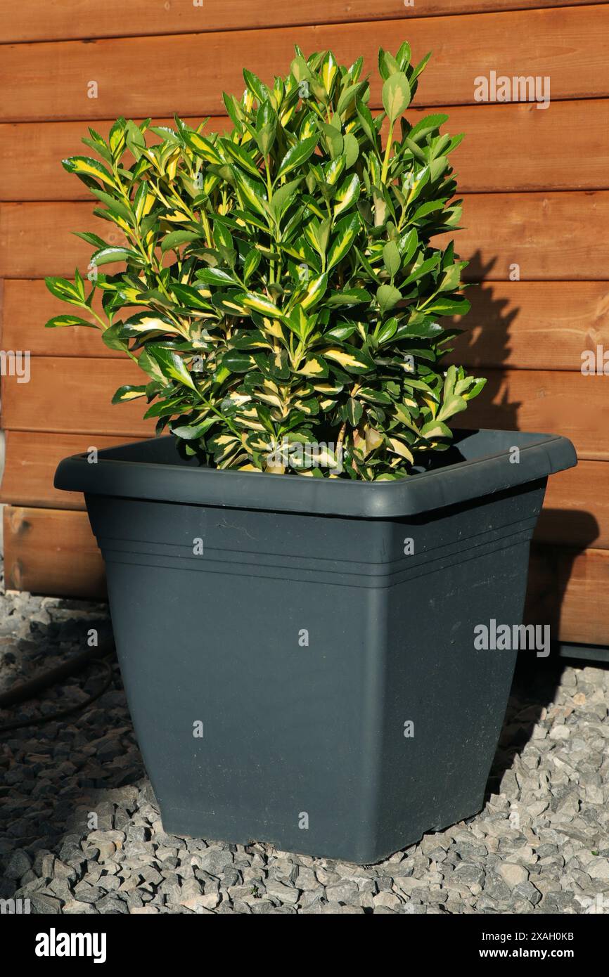 Evergreen plant Euonymus japonica Aureo-Variegata. Plant with dark green leaves margined with bright yellow Stock Photo