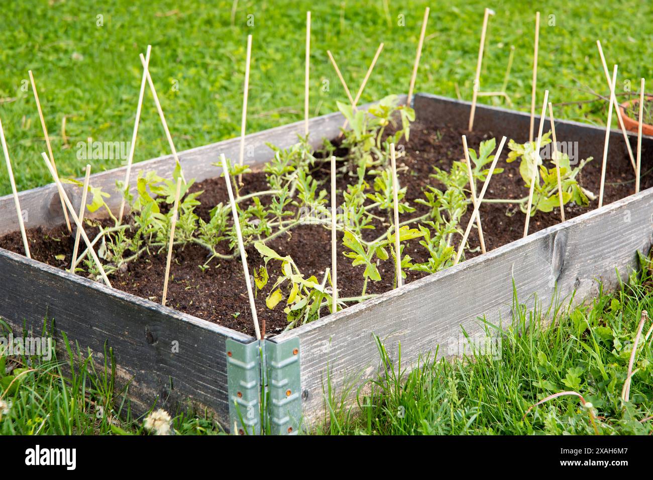Protecting the garden bed plants from stray cats scratching and feces