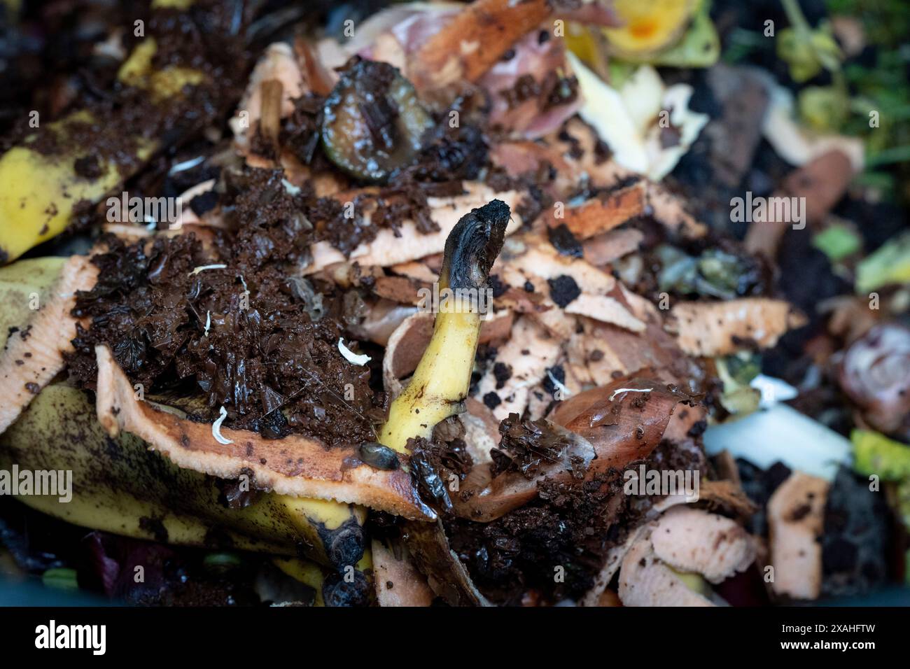 Decaying food hi-res stock photography and images - Alamy