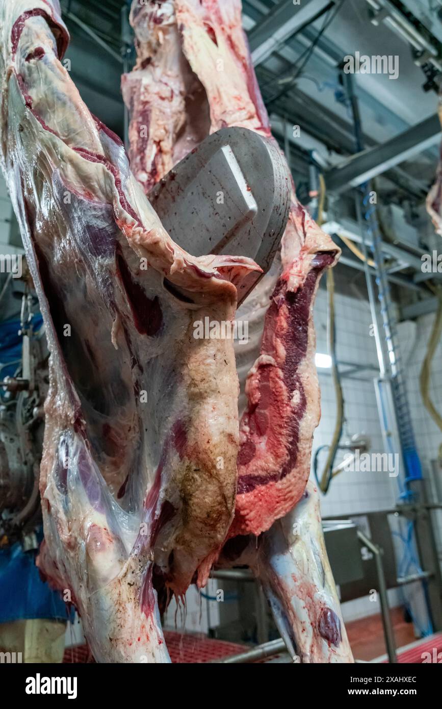 Close up view of cutting up a cow carcass with a chainsaw in slaughterhouse. Stock Photo