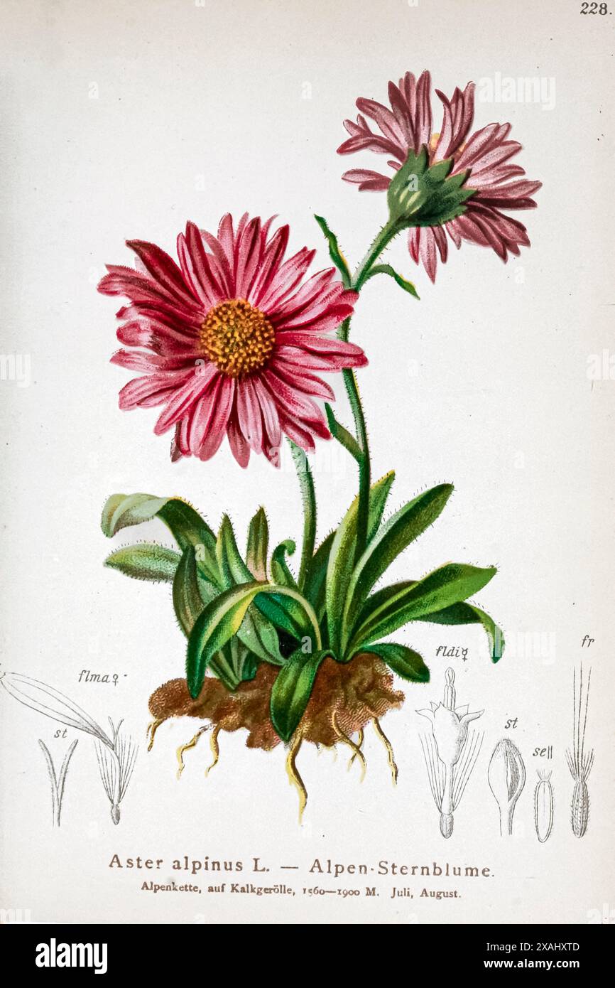 Aster alpinus L. — Alpen-Sternblume. Aster alpinus, the alpine aster or blue alpine daisy, is a species of flowering plant in the family Asteraceae, native to the mountains of Europe, This herbaceous perennial has purple, pink, or blue flowers in summer. Botanical drawing from ' Atlas der Alpenflora ' Volume 2 by Hartinger, Anton, b. 1806; Dalla Torre, K. W. von (Karl Wilhelm), 1850-1928; Deutscher Alpenverein (Founded 1874) Stock Photo