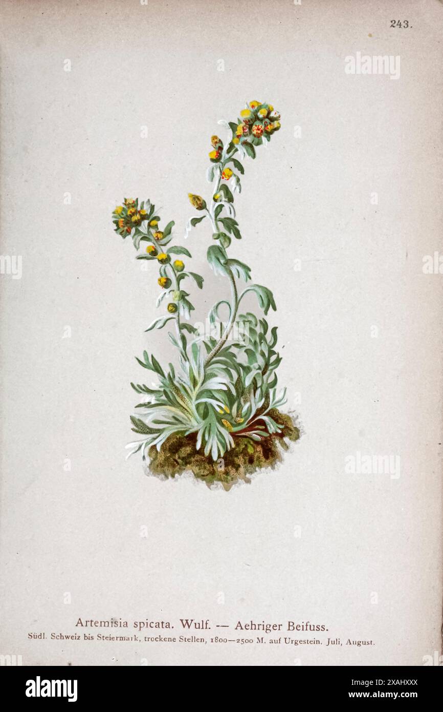 Artemisia spicata. Wulf. Achriger Beifuss. Botanical drawing from ' Atlas der Alpenflora ' Volume 2 by Hartinger, Anton, b. 1806; Dalla Torre, K. W. von (Karl Wilhelm), 1850-1928; Deutscher Alpenverein (Founded 1874) Stock Photo